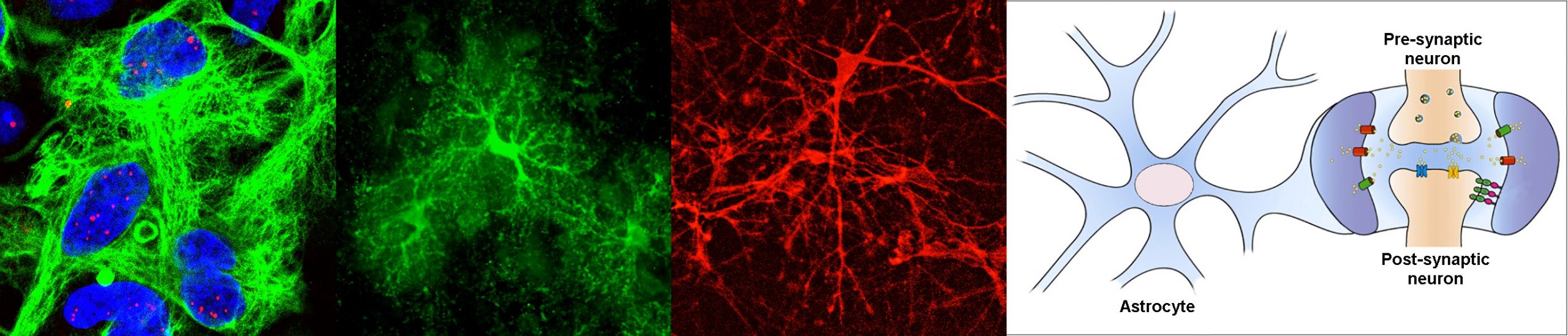 Le projet ASTROMYOD sera coordonné par Mario Gomes-Pereira de l'UMRS de recherche en myologie.