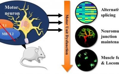 Brain : MBNL deficiency in motor neurons disrupts neuromuscular junction maintenance and gait coordination