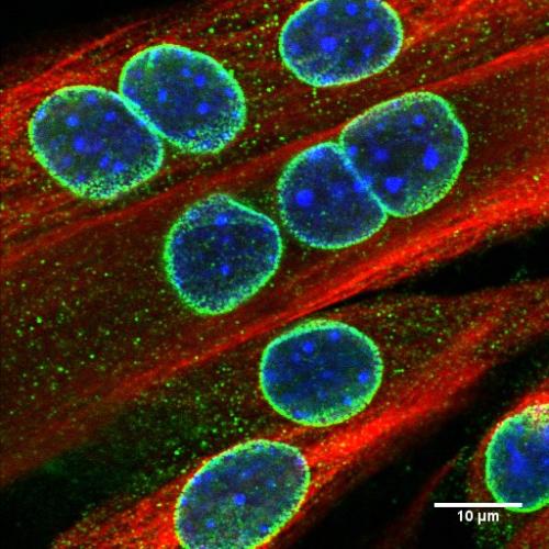 Myoblastes primaires de souris en culture. Protéines des pores nucléaires (rouge) ; desmine (vert) ; noyau (bleu) ©Anne Bertran