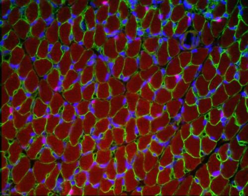 Immunofluoresence Pax7 (en vert) réalisée sur coupe de muscle de souris ©Anne Bertrand