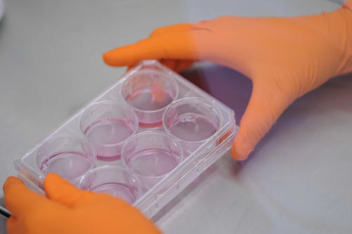 Laboratoire de culture cellulaire, myoblastes cultivés