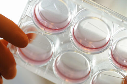 Laboratoire de culture cellulaire, myoblastes cultivés