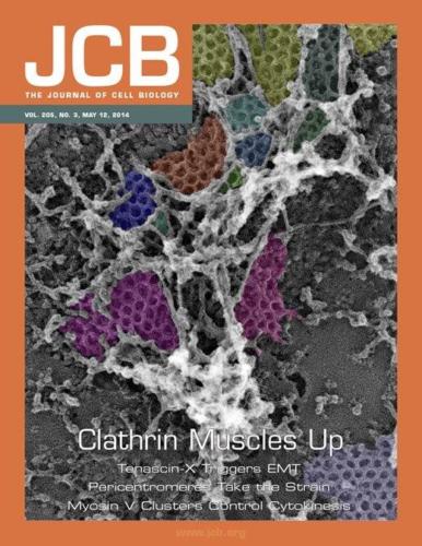 Cover JCB - Quick-freeze, deep-etch transmission electron microscopy of myotube plasma membranes shows an abundance of large clathrin lattices (depicted in various pseudocolors) associated with branched actin filaments. Vassilopoulos et al. reveal that these clathrin plaques help to organize skeletal muscle sarcomeres and attach them to the muscle cell membrane ©Stéphane Vassilopoulos