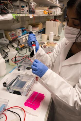 Mouly, a post-doctoral fellow loads DNA samples on the electrophoresis gel