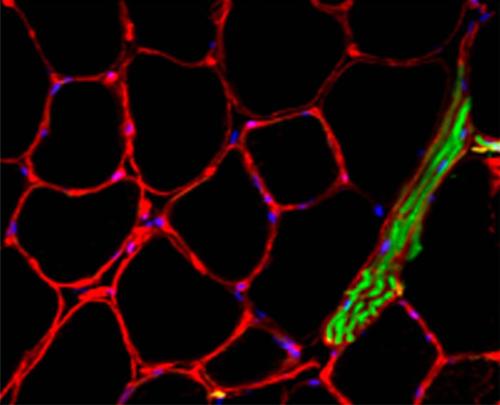 Section muscle marquage Laminin et motoneurone marquage neuro-filament ©France Piétri-Rouxel